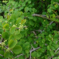 Flueggea leucopyrus Willd.